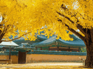 韩国外贸数据,外贸数据,J9国际站 J9 外贸数据